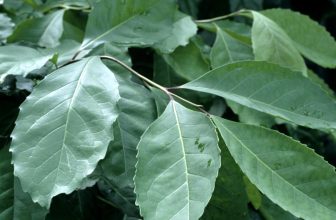 plante-mate-ilex paraguariensis (1) (1)