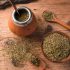 Plante de Yerba Maté : Qu’est-ce que l’Ilex paraguariensis ?