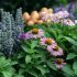 Les meilleures plantes à infuser pour mieux dormir